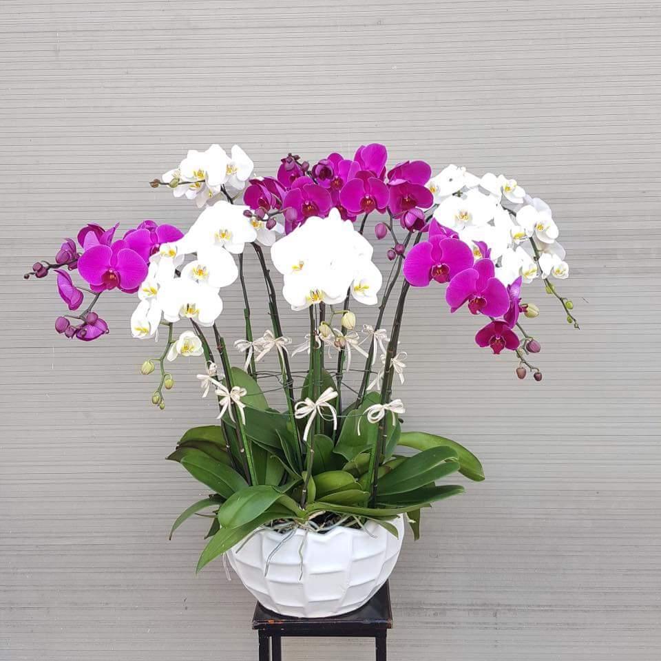 Cắm hoa Lan để bàn trang trí mang lại phong thủy tốt cho gia chủ