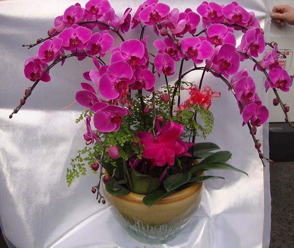 Cắm hoa Lan để bàn trang trí mang ý nghĩa sâu sắc về tâm linh