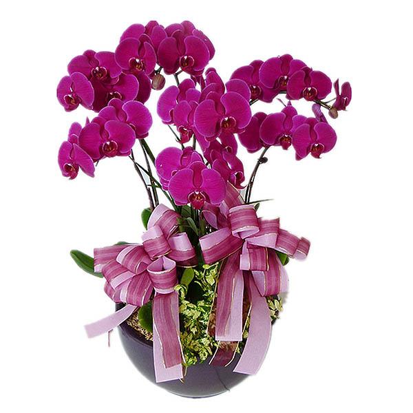 Một chậu hồ điệp nhỏ trong phòng ngủ sẽ đem lại cảm giác gần gũi, ấm cúng