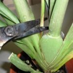 Kỹ thuật chăm sóc lan hồ điệp sau khi hoa tàn - Hoalan360.com