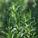 Cách trồng và chăm sóc cây hương thảo tại nhà | Nông nghiệp phố