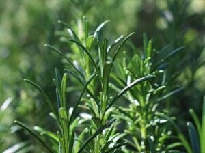 Cách trồng và chăm sóc cây hương thảo tại nhà | Nông nghiệp phố