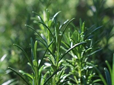 Cách trồng và chăm sóc cây hương thảo tại nhà | Nông nghiệp phố