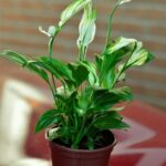 Cây Lan Ý - Ý nghĩa, cách trồng và chăm sóc đơn giản tại nhà - Sfarm