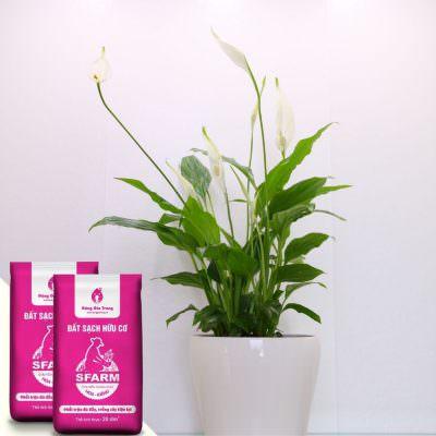 Đất trồng cho cây phát triển lan ý