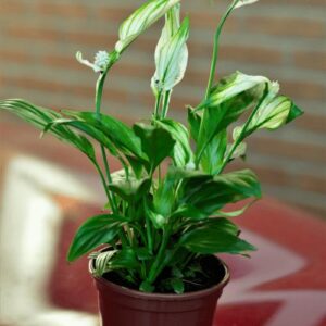 Cây Lan Ý - Ý nghĩa, cách trồng và chăm sóc đơn giản tại nhà - Sfarm