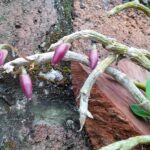 Cách chăm sóc lan khi ra hoa - Vườn Lan