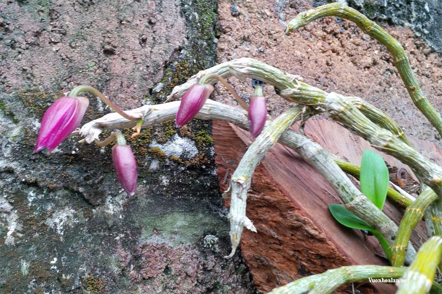 Cách chăm sóc lan khi ra hoa - Vườn Lan