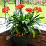 Hoa lan quân tử và cách chăm sóc