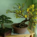 Bí quyết chăm sóc mai vàng chuẩn chuyên gia để sang năm hoa lại