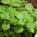 Cách trồng và chăm sóc cây nhất mạt hương | Nông nghiệp phố