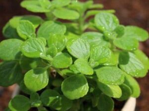 Cách trồng và chăm sóc cây nhất mạt hương | Nông nghiệp phố