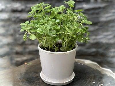 hinh-cay-nhat-mat-huong