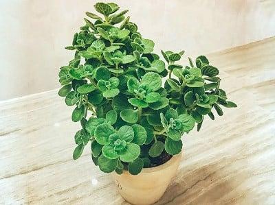 hinh-cay-nhat-mat-huong