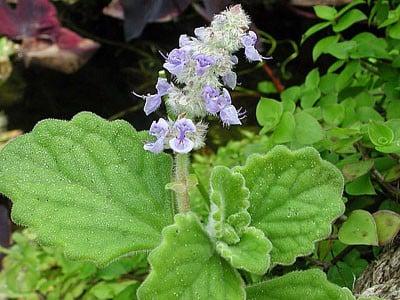 hinh-cay-nhat-mat-huong