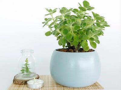 hinh-cay-nhat-mat-huong