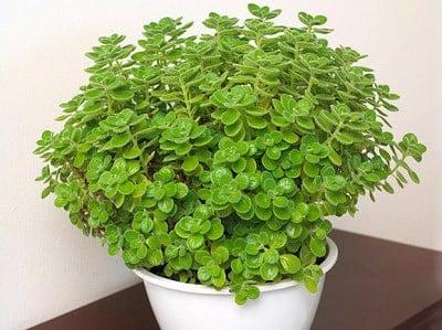 hinh-cay-nhat-mat-huong