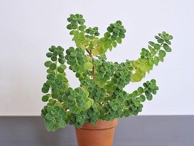 hinh-cay-nhat-mat-huong