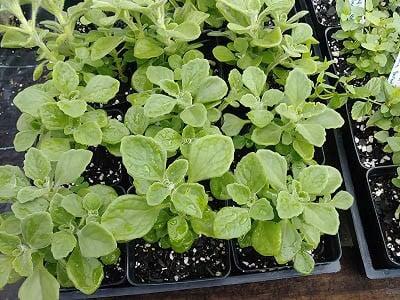 hinh-cay-nhat-mat-huong