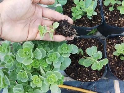 hinh-cay-nhat-mat-huong