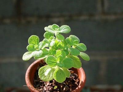 hinh-cay-nhat-mat-huong