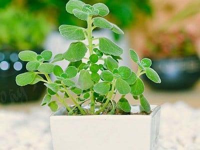 hinh-cay-nhat-mat-huong