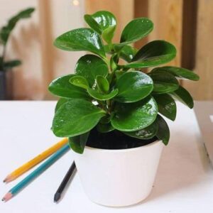 Cách trồng và chăm sóc cây trường sinh hút tài lộc đầy nhà - Sfarm