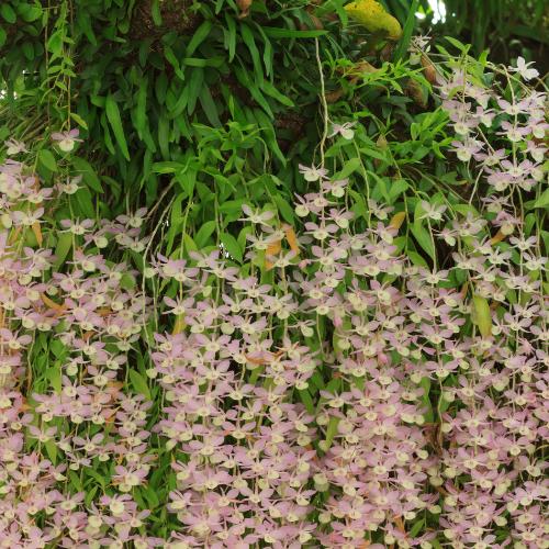 Cách trồng và chăm sóc lan hoàng thảo vôi đầy đủ nhất - Sfarm