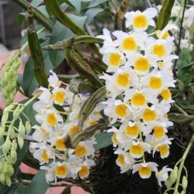 Cách trồng và chăm sóc lan thủy tiên nhanh cho hoa - Sfarm