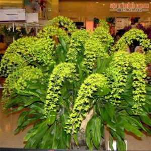 Kỹ thuật trồng hoa Lan Vũ Nữ đẹp lôi cuốn