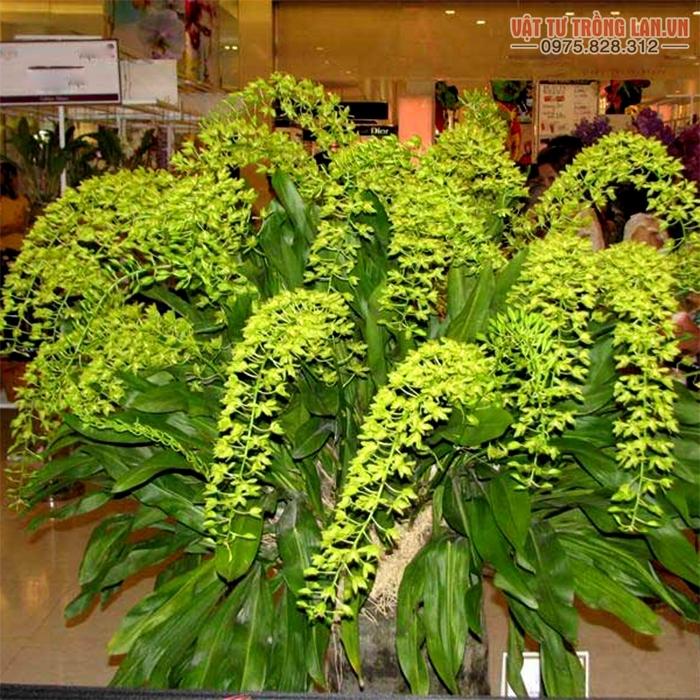 Kỹ thuật trồng hoa Lan Vũ Nữ đẹp lôi cuốn