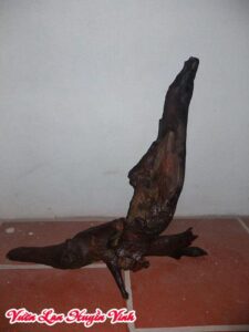 Cách Ghép Lan Đai Châu Vào Gỗ Nhãn Qua 5 Bước