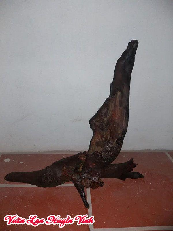 Cách Ghép Lan Đai Châu Vào Gỗ Nhãn Qua 5 Bước