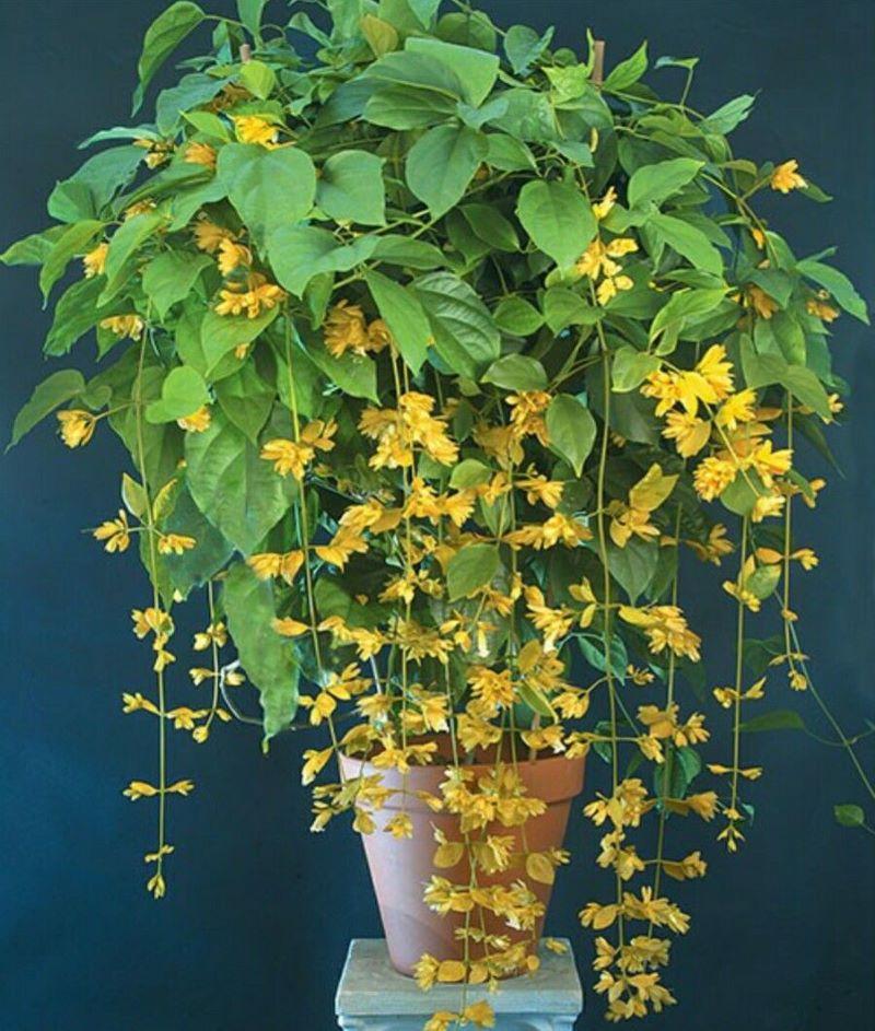 Hoa lan hộp: Cách trồng, nhân giống, bón phân, tưới nước... - Chơi Phong Lan - Tổng Hợp Hoa Lan Đẹp Hiếm