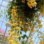 Hướng Dẫn Cách Nhân Giống Cây Lan Hoàng Dương Chi Tiết