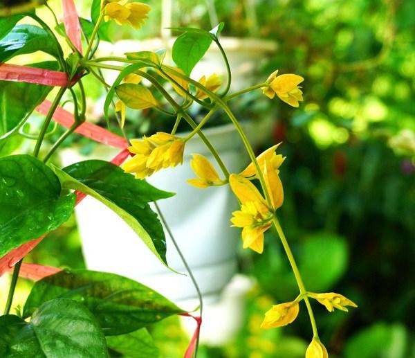 Hoa lan hộp: Cách trồng, nhân giống, bón phân, tưới nước... - Chơi Phong Lan - Tổng Hợp Hoa Lan Đẹp Hiếm