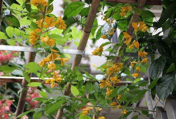 Hoa lan hộp: Cách trồng, nhân giống, bón phân, tưới nước... - Chơi Phong Lan - Tổng Hợp Hoa Lan Đẹp Hiếm