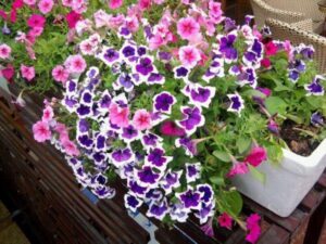 Cách trồng dạ yến thảo từ 1 nắm hạt cây, dễ ợt mà kết quả "hú hồn