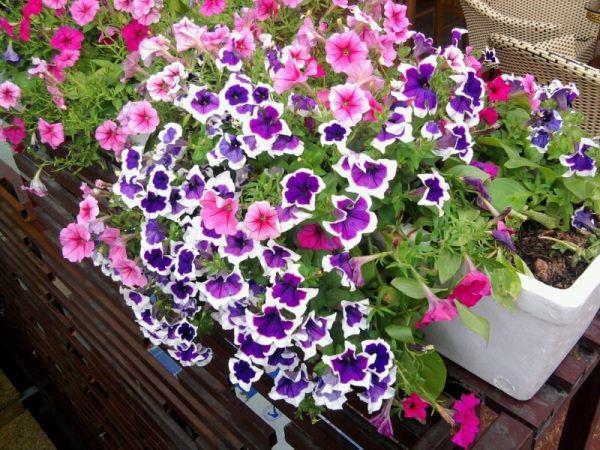 Cách trồng dạ yến thảo từ 1 nắm hạt cây, dễ ợt mà kết quả "hú hồn