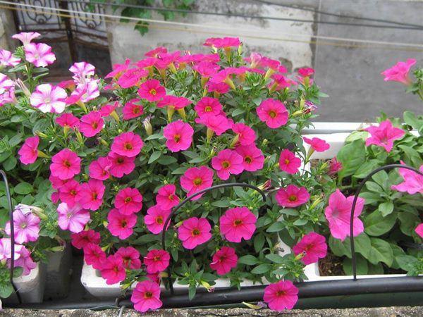 Cách trồng dạ yến thảo từ 1 nắm hạt cây, dễ ợt mà kết quả “hú hồn” như ở tiệm - 4