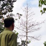 Cách làm cây chết mà không phải chặt. Các loại thuốc làm chết cây gỗ