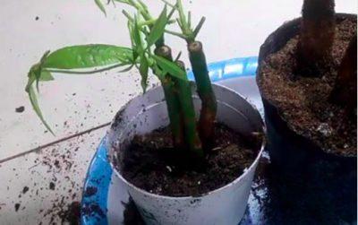 trồng cây kim ngân