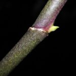 Nhân giống lan bằng cách giâm cành lan - Vườn Lan