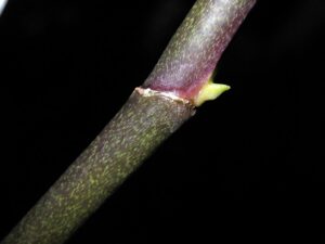 Nhân giống lan bằng cách giâm cành lan - Vườn Lan