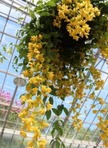 Hướng Dẫn Cách Nhân Giống Cây Lan Hoàng Dương Chi Tiết