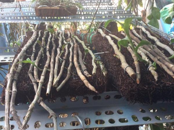 ươm lan thân thòng