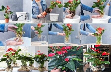 Cách trồng cây hồng môn trong nước để bàn đẹp