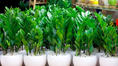 Các loại cây kim tiền