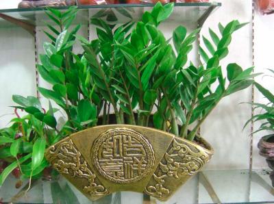 Mẫu cây kim tiền để bàn