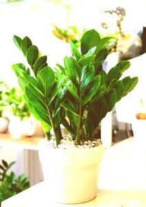 Cách trồng và chăm sóc cây Kim Tiền thu hút tài lộc